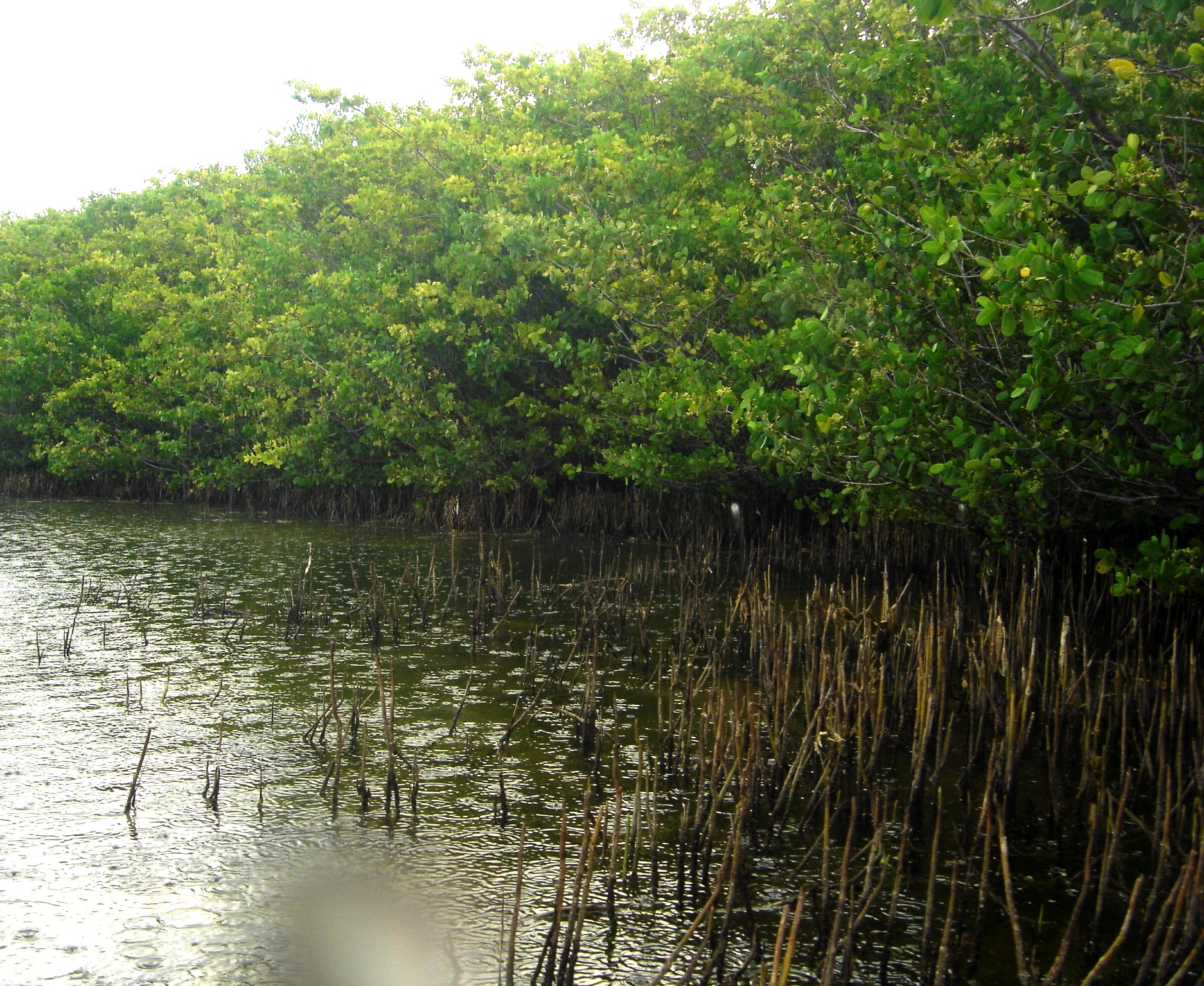 Entrance to Mullet Pond